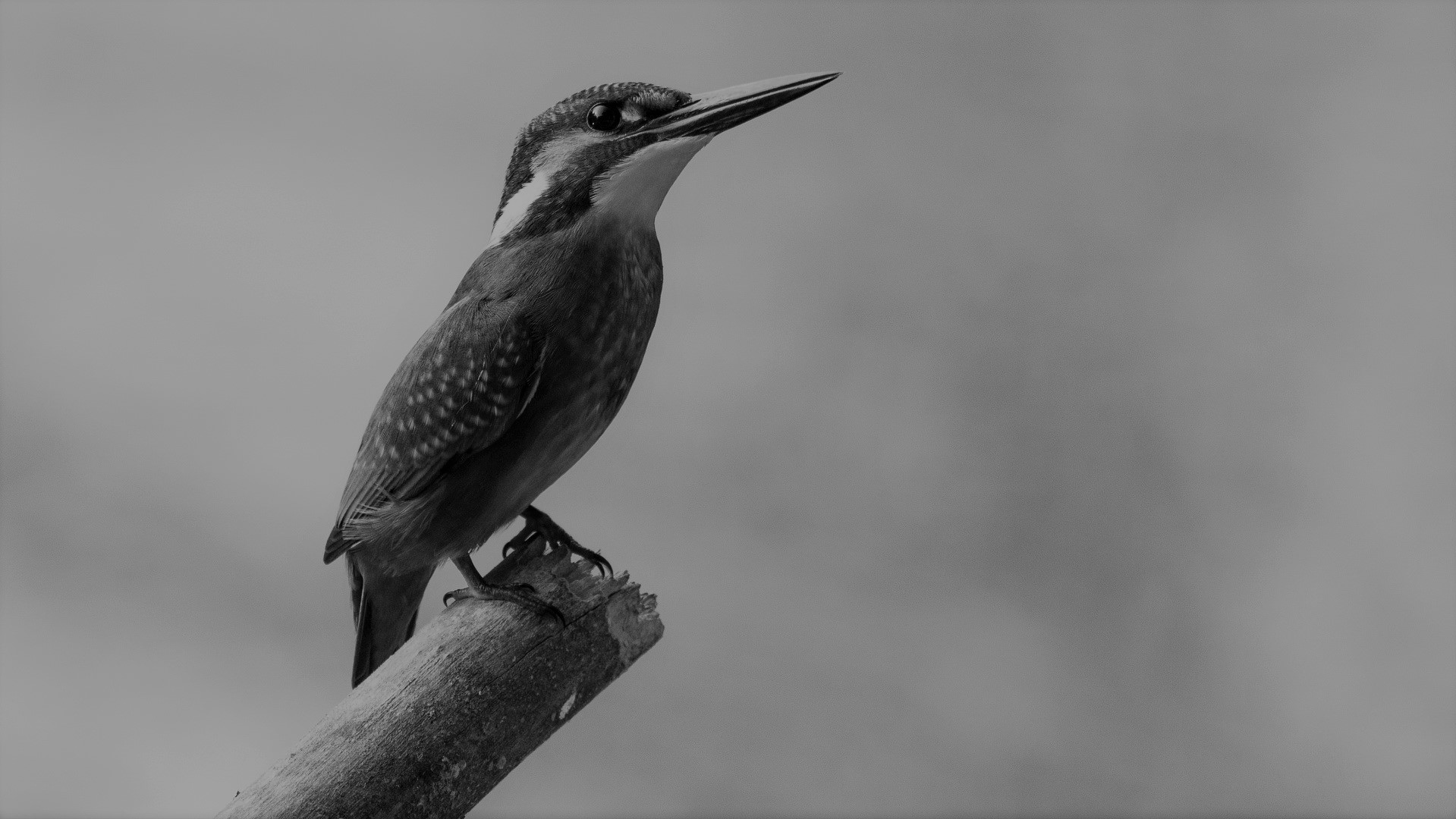 Lee más sobre el artículo Takumis: Artesanía de la excelencia